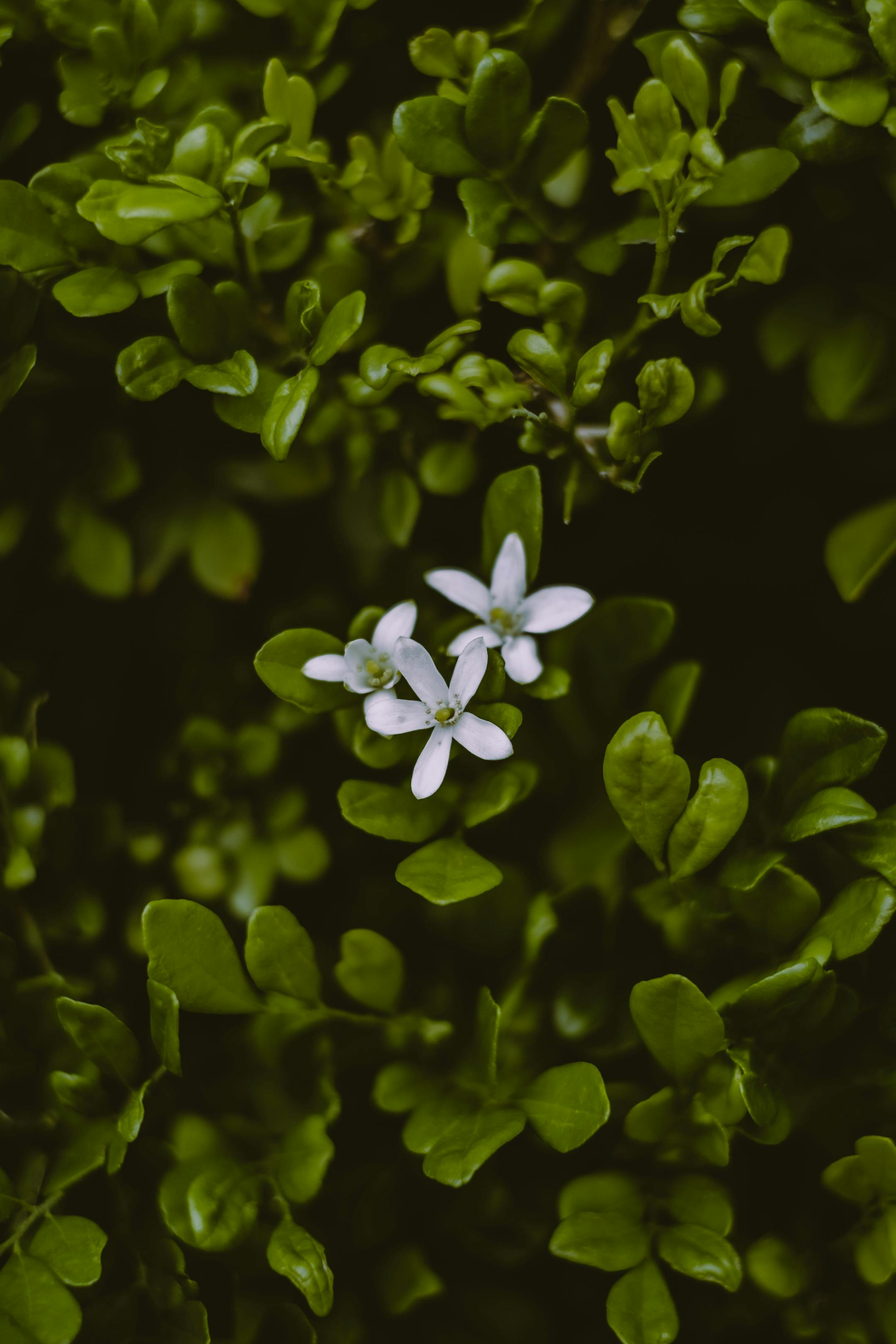 Bacopa Monnieri Plant