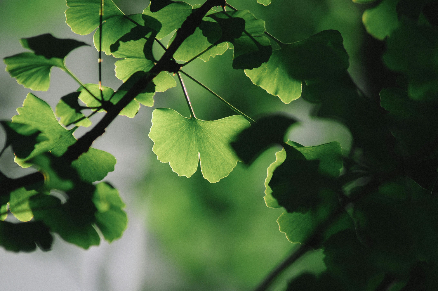 Ginkgo Biloba Tree